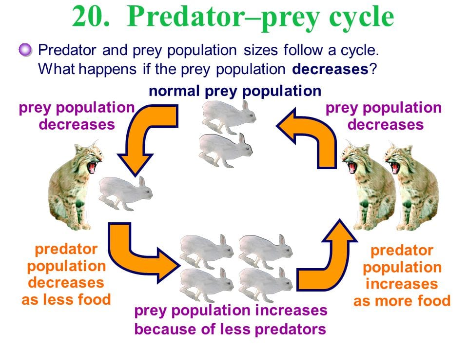 Predator-prey-balance-of-nature.jpg
