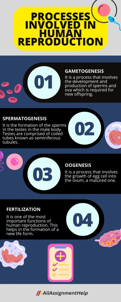 Processes Involved in Human Reproduction