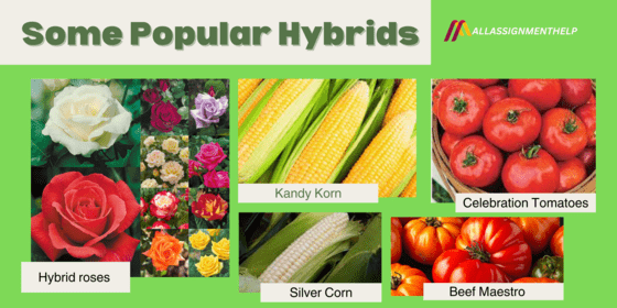 Types Of Hybrid Plants